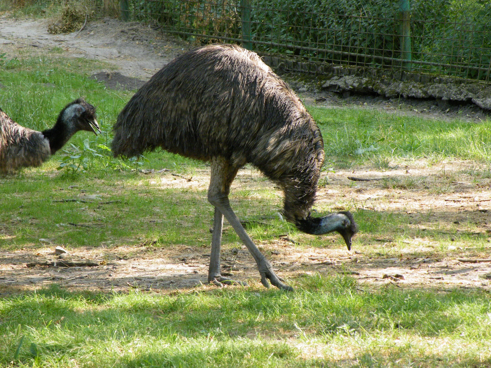 Priča Iz Zoo Vrta - Jaka, Odlučna, Zdrava Ptica Emu | LovaLova